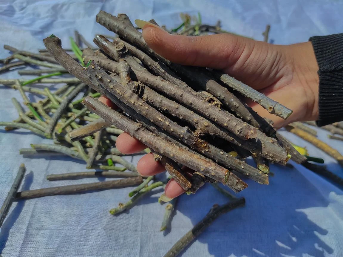Guduchi Root (Tinospora cordifolia) used in Mal Mix